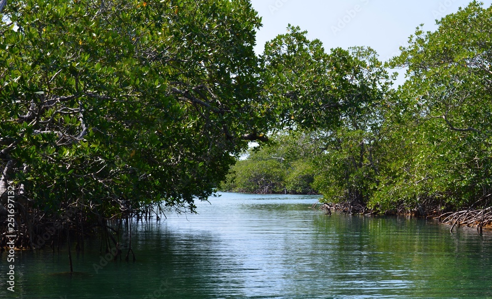 mangrove in belize Stock Photo | Adobe Stock