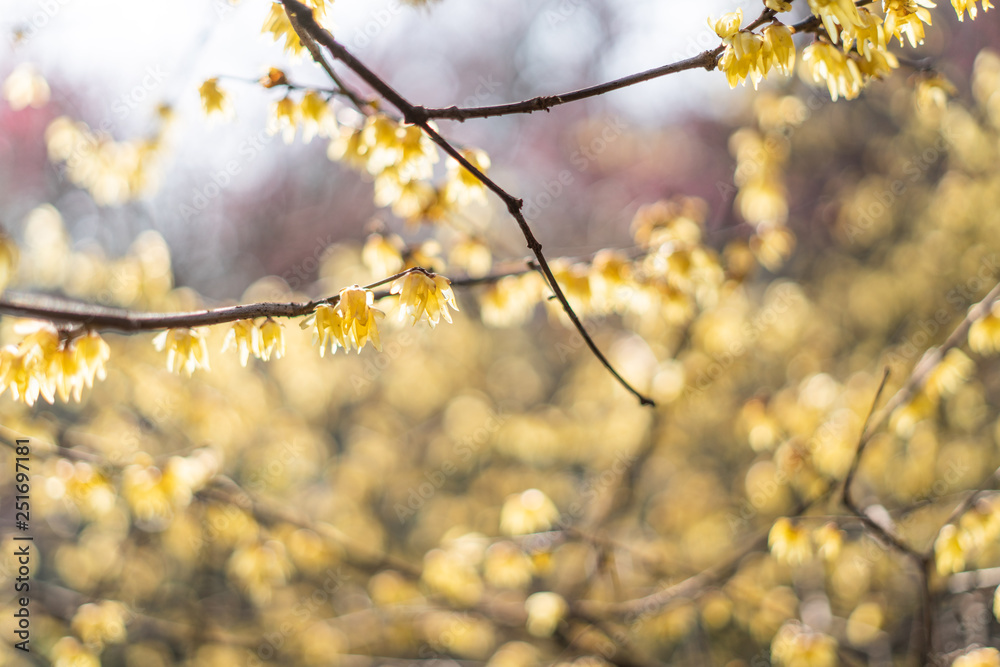 Spring blooming plum