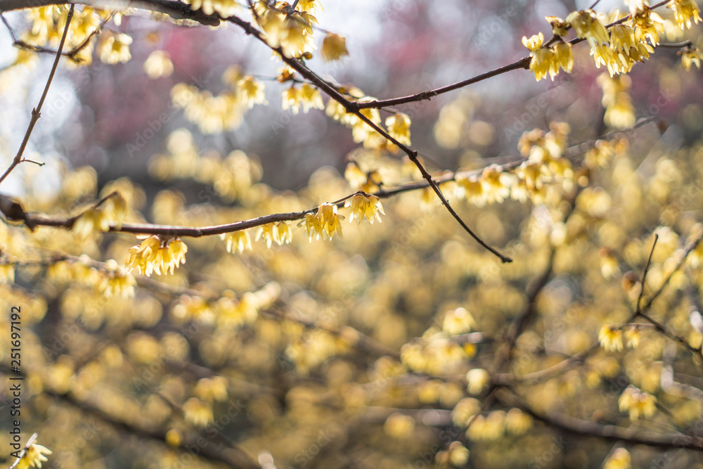 Spring blooming plum