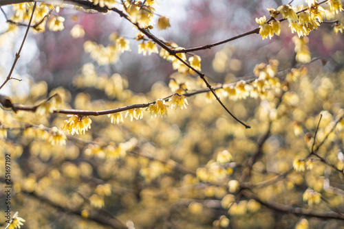 Obraz na płótnie Spring blooming plum w salonie