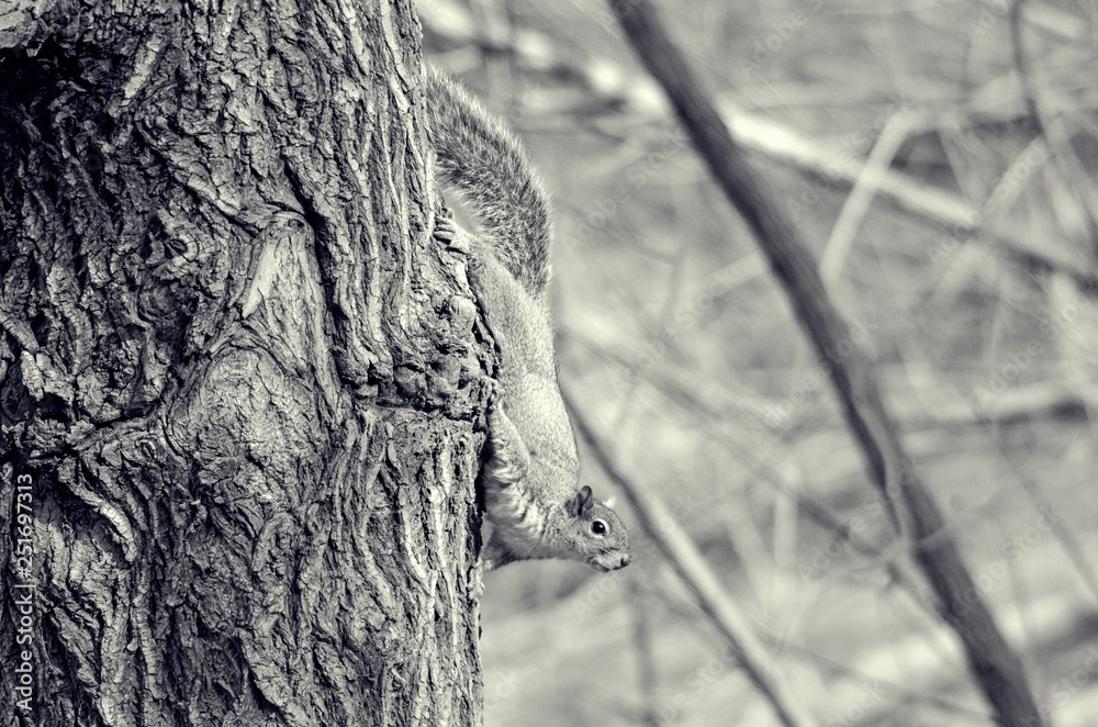 Obraz premium Squirrel on tree with black and white filter