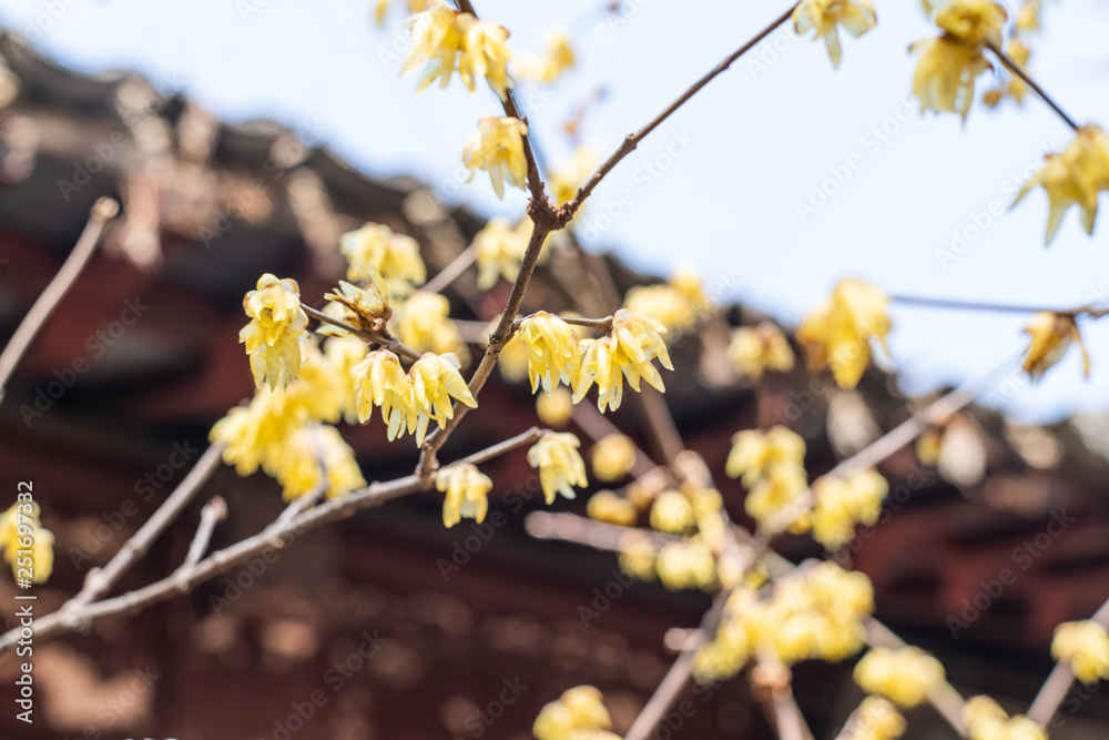 Spring blooming plum
