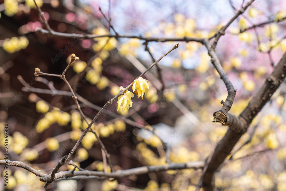 Spring blooming plum