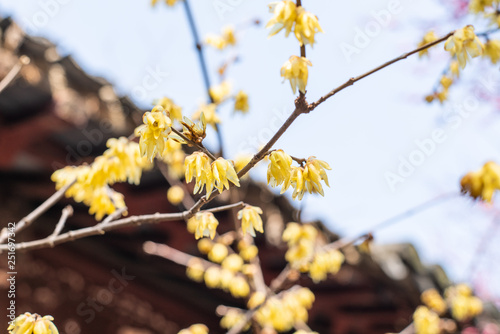 Obraz na płótnie Spring blooming plum w salonie