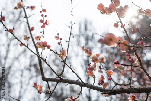 Obraz na płótnie Spring blooming plum w salonie
