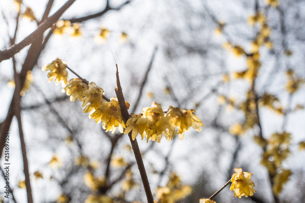 Spring blooming plum