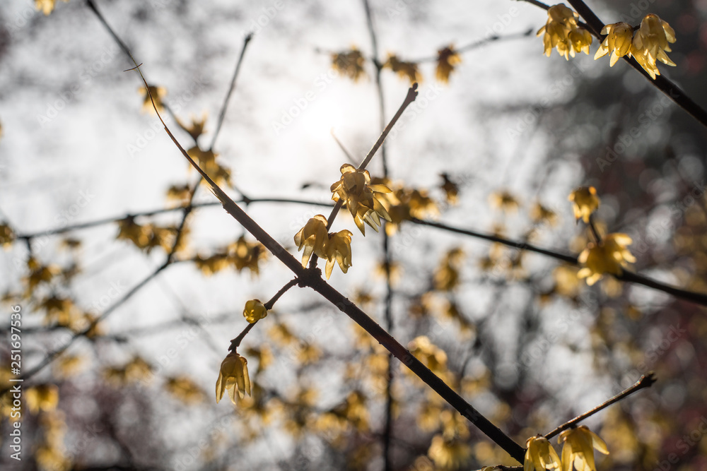 Spring blooming plum