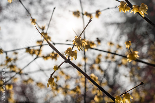 Obraz na płótnie Spring blooming plum w salonie