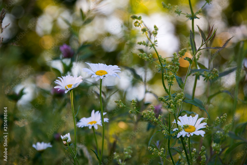 Daisies in a spring meadow