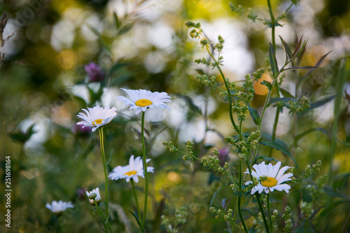 Daisies in a spring meadow