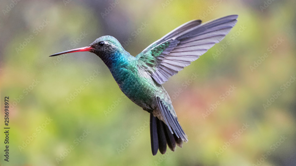 Fototapeta premium Colibrí volando