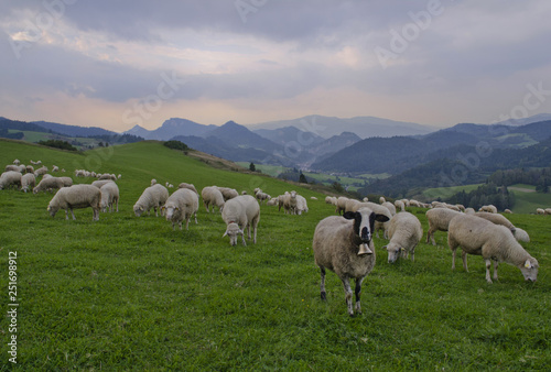 Sheep in the mountains