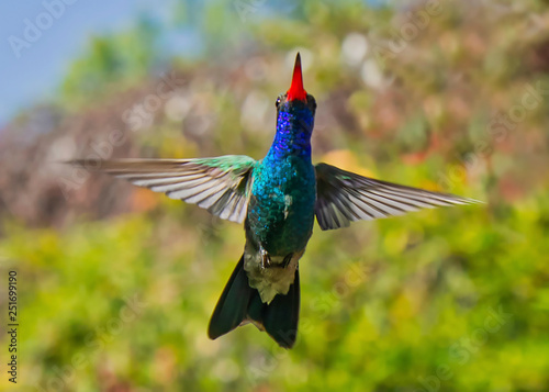 Colibrí volando