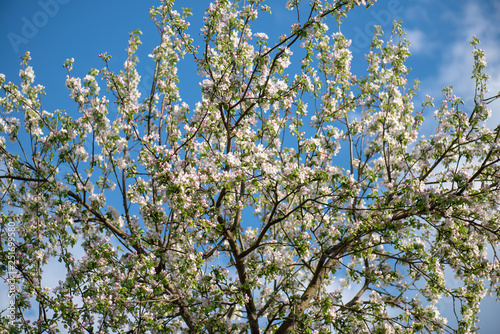 beautiful blooming branches of the apple tree on a background of clean blue sky. Nature spring background