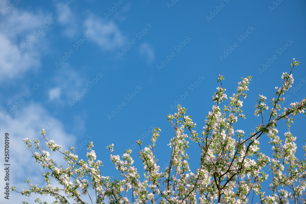 beautiful blooming branches of the apple tree on a background of clean blue sky. Nature spring background