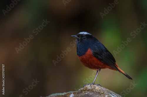  White-capped Water Redstart (River Chat) on stone on Doi Inthanon Chiang Mai, Thailand.