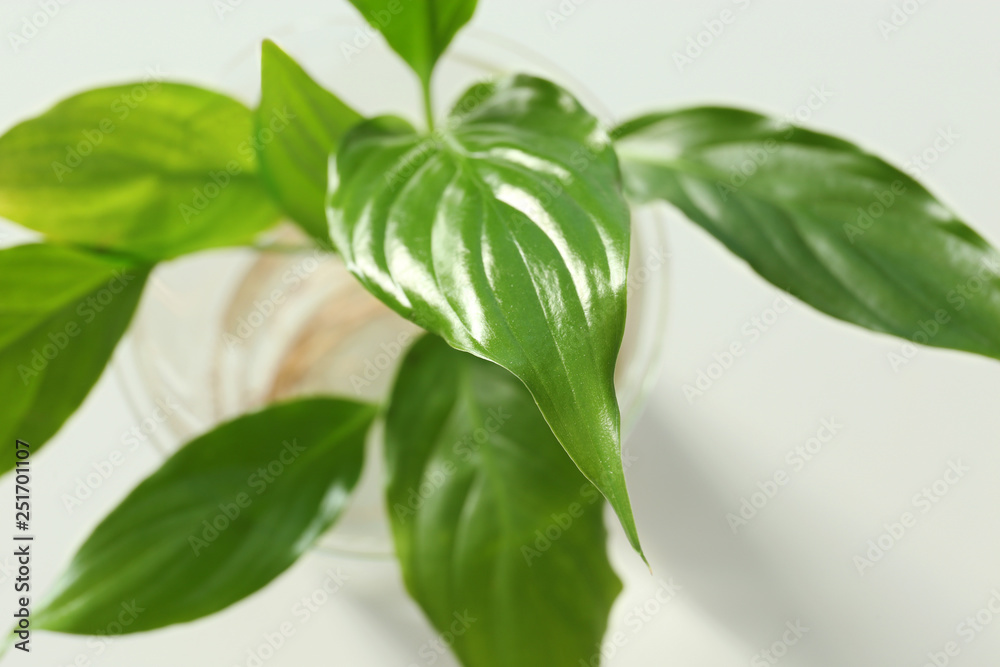 Green plant in laboratory glassware on blurred background, closeup. Biological chemistry