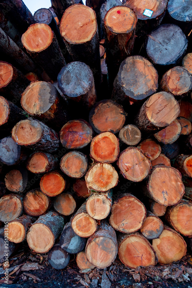 Log Jam Log Jam