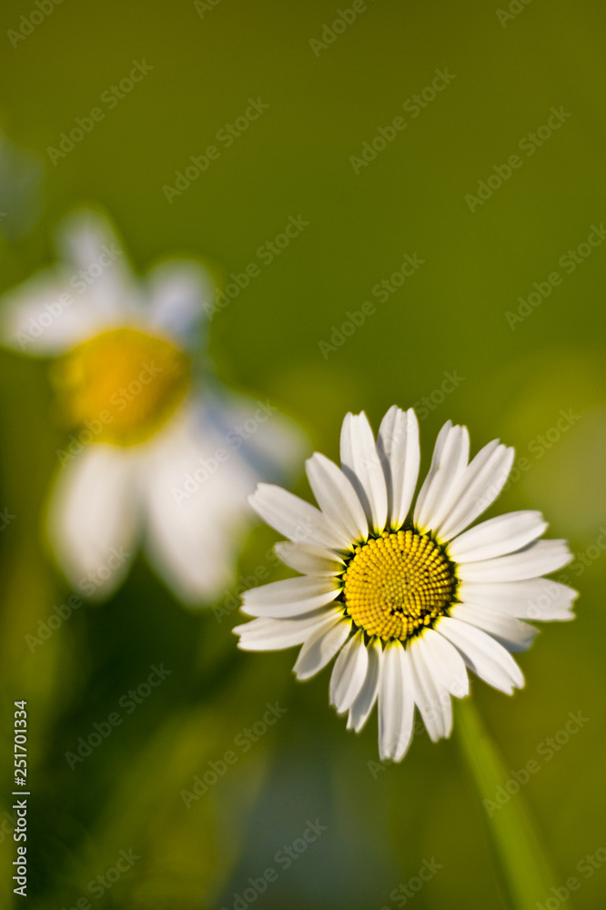 Obraz premium Daisy