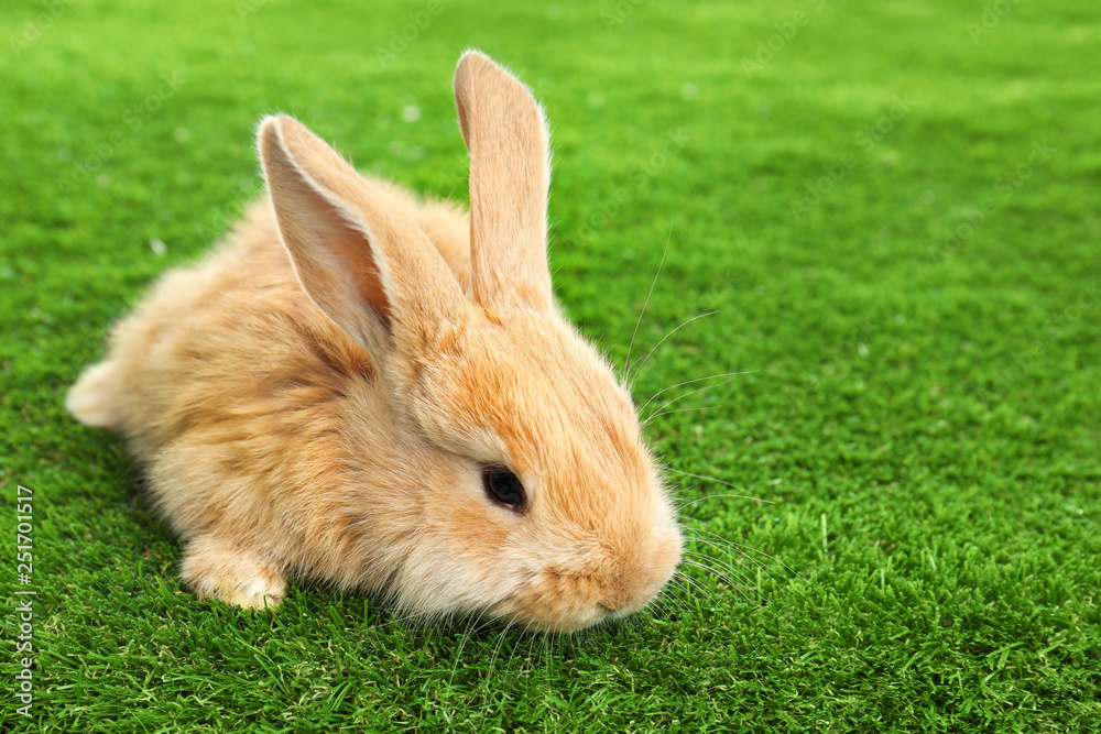 Adorable furry Easter bunny on green grass. Space for text Adorable furry Easter bunny on green grass. Space for text