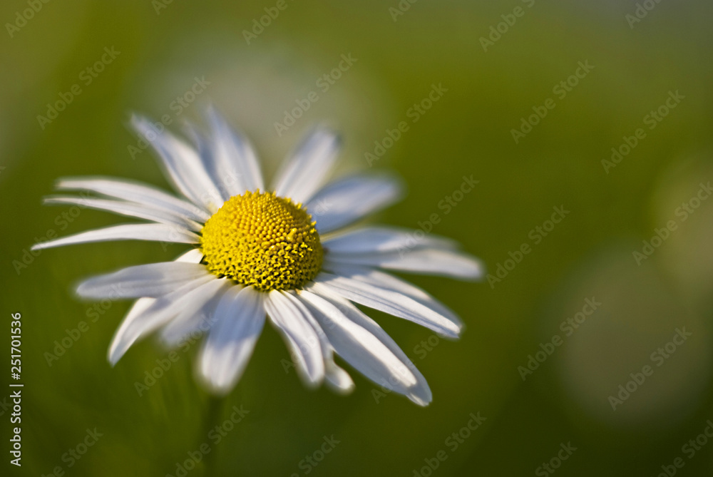 Obraz premium Daisy in grass