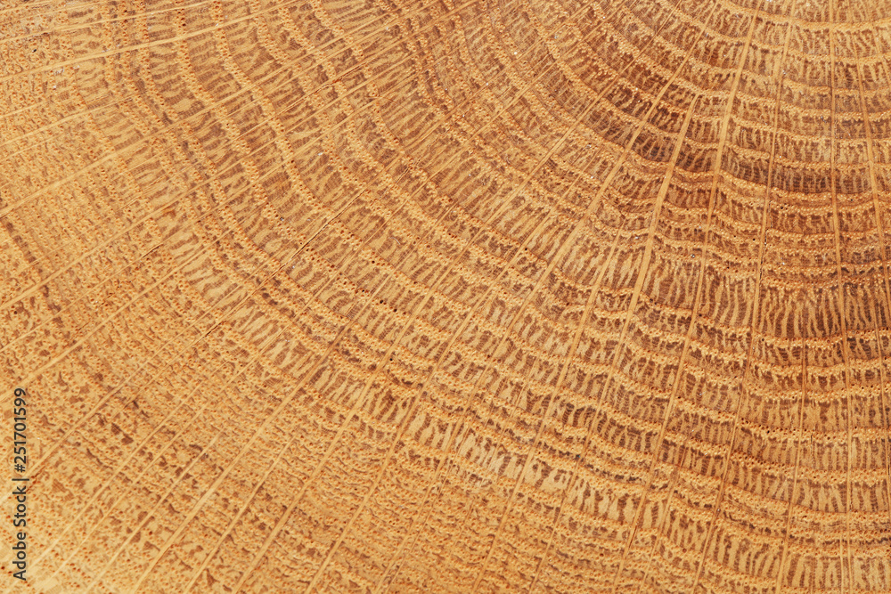 Fototapeta premium Texture of wooden surface as background, top view