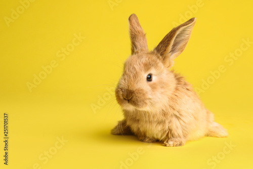 Adorable furry Easter bunny on color background, space for text