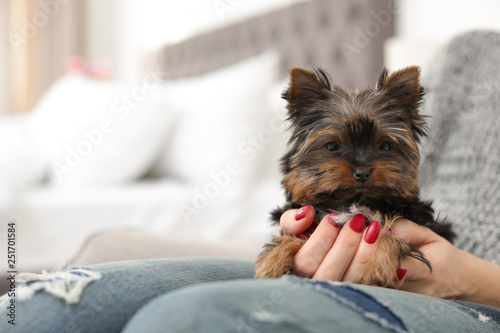 Woman holding Cute Yorkshire terrier puppy, closeup with space for text. Happy dog