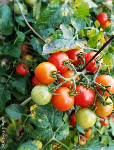 Tomato Plant