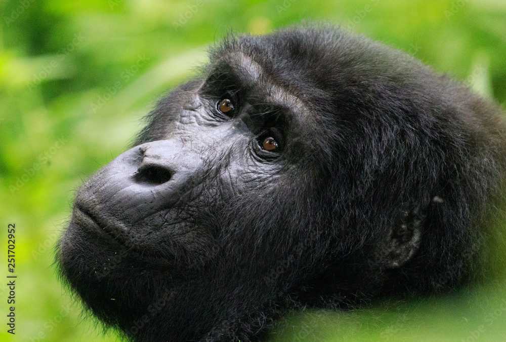 Obraz premium Bwindi Impenetrable National Forest Queen Elizabeth National Park