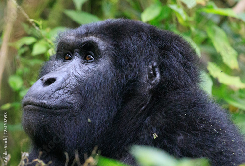 Bwindi Impenetrable National Forest Queen Elizabeth National Park © Taha
