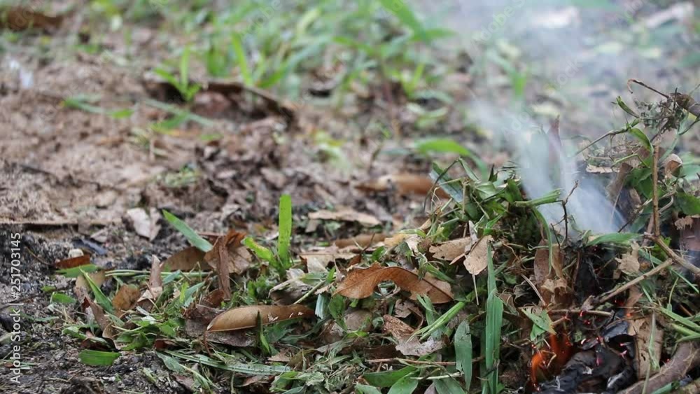 Closed up Grass and dried leaves burning on fire with smoke Closed up Grass and dried leaves burning on fire with smoke