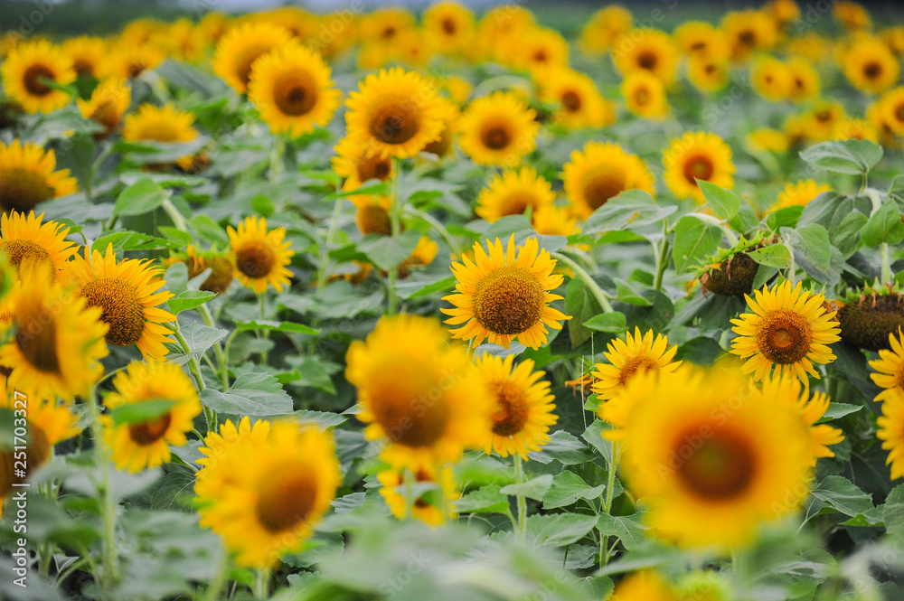 Sunflowers growing in farmland