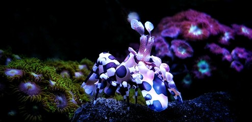 Harlequin shrimp amazing underwater creature