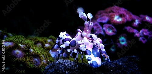 Photography Harlequin shrimp amazing underwater creature