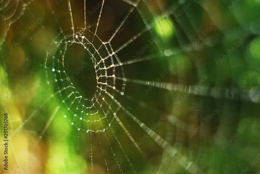 Naklejka premium Cobweb, spider web