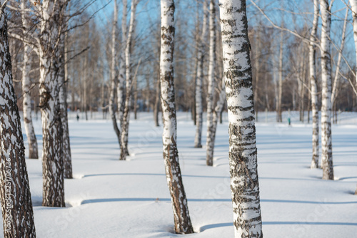 Trees in the winter forest. Winter forest. Winter landscape.