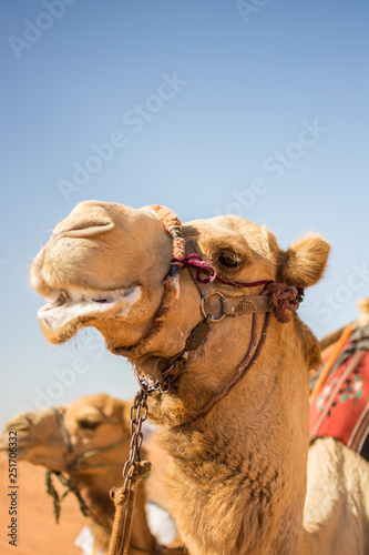 Closeup of Camel
