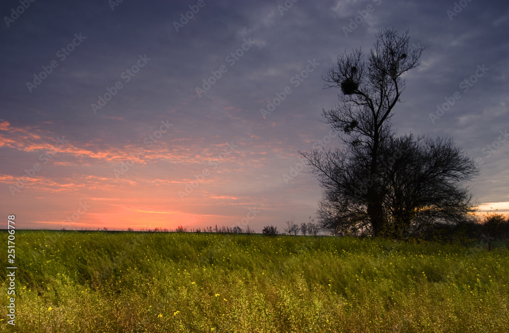 single tree in the field