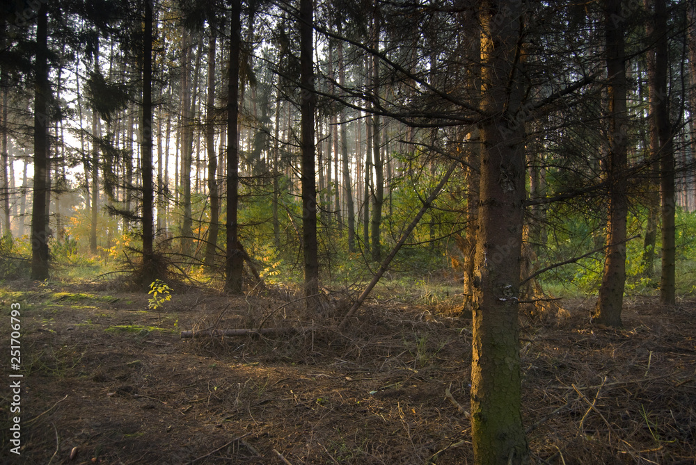 Fototapeta premium Forest at sunrise