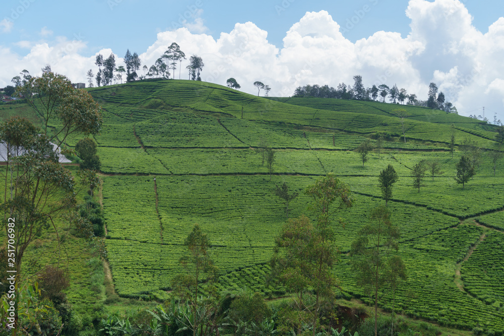 Morning tea plantation scenery in Penglengan Indonesia