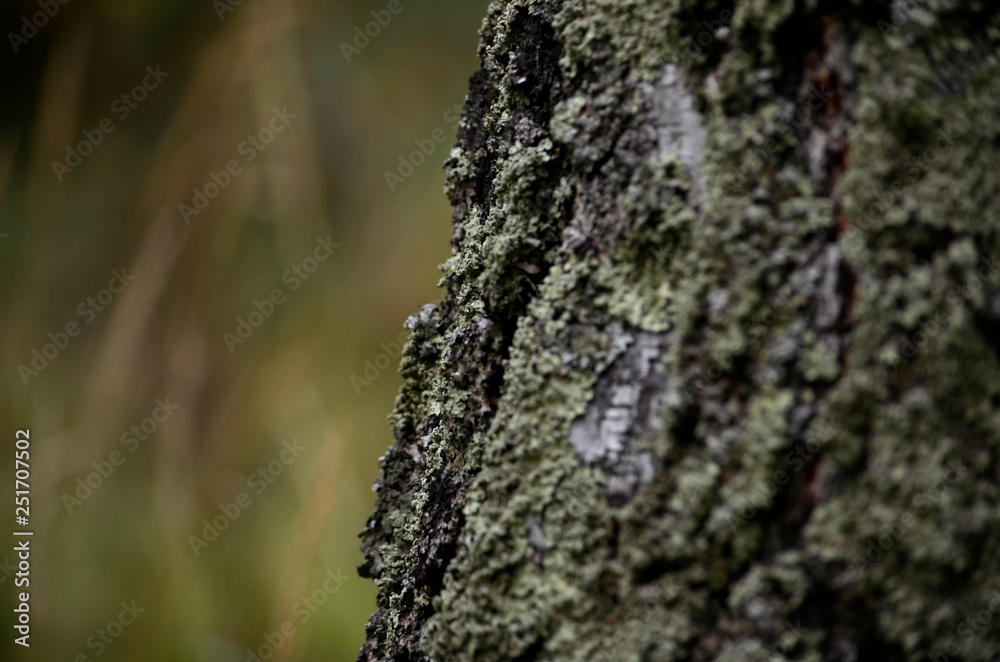 An old tree in a coniferous forest covered with moss An old tree in a coniferous forest covered with moss