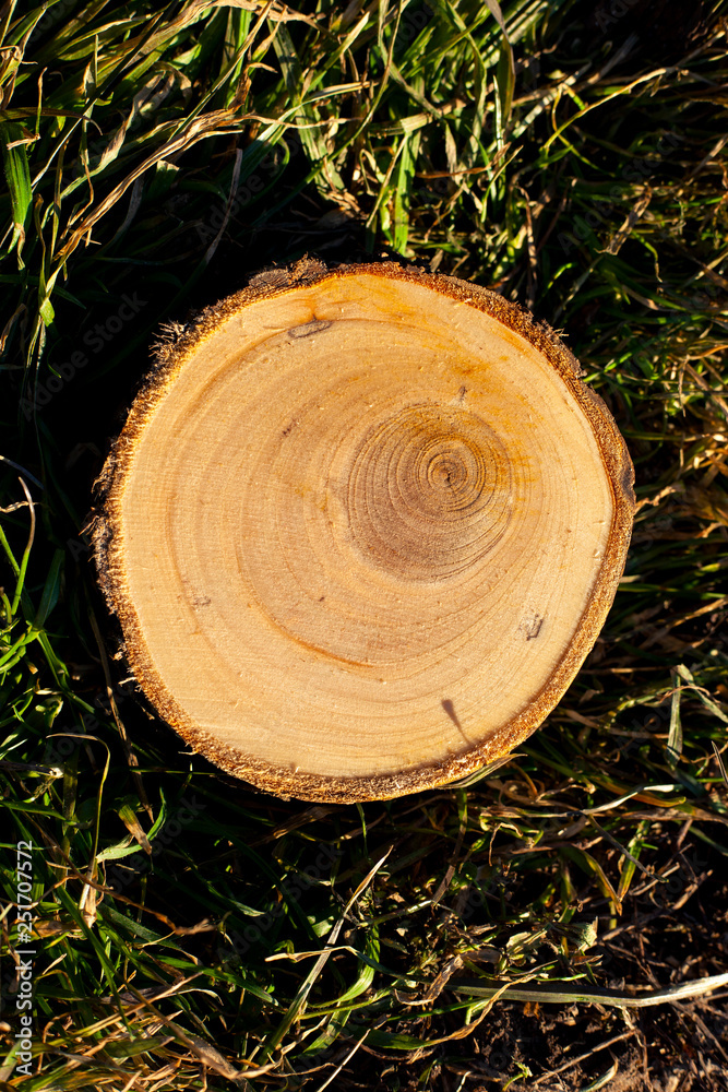 texture of cut stumps of cherry texture of cut stumps of cherry