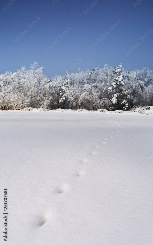 winter landscape with trees and snow winter landscape with trees and snow