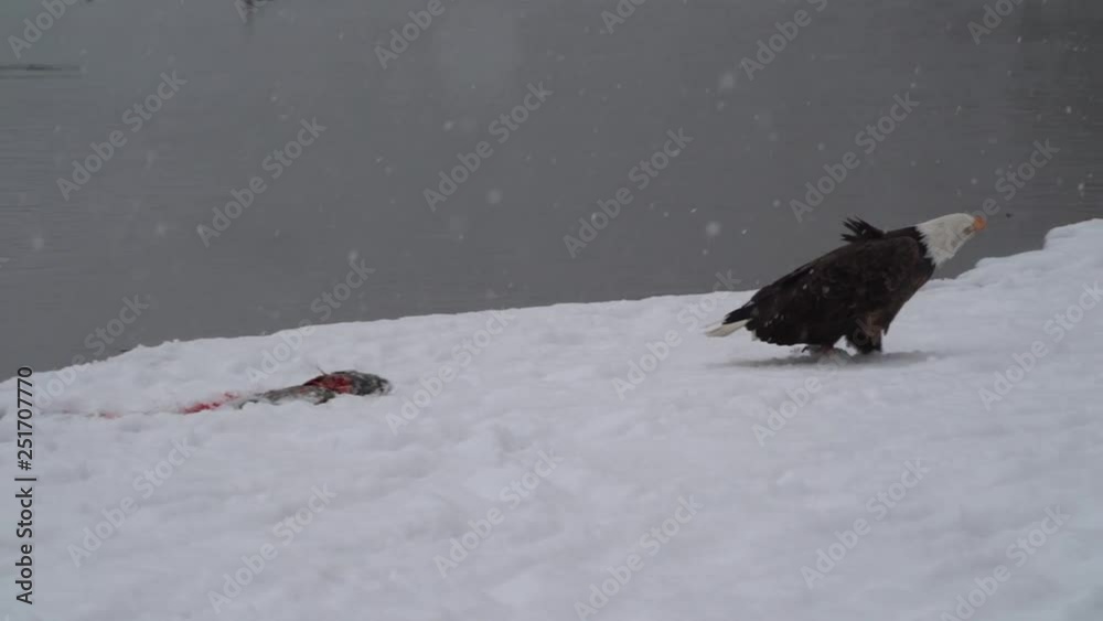 Walking in the Snowfall - A bald Eagle shuffles through several inches of snow towards a potential threat, then returns to its meal in a snowfall. Slow motion video. Chilkat River, Haines, Alaska. Walking in the Snowfall - A bald Eagle shuffles through several inches of snow towards a potential threat, then returns to its meal in a snowfall. Slow motion video. Chilkat River, Haines, Alaska.