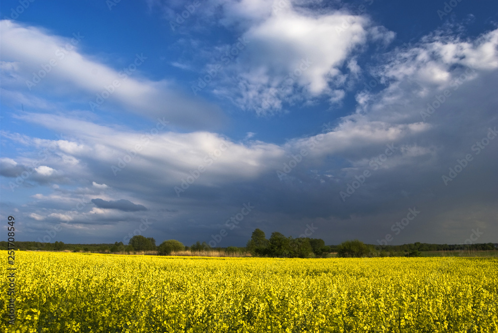 Yellow field of oilseed rape