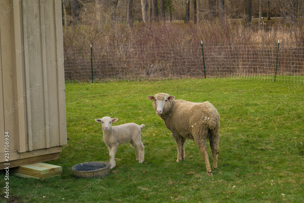 Sheep in Green Field