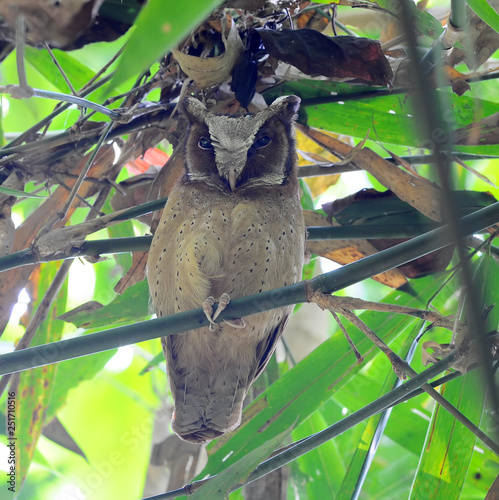 Bird White-fronted Scops Owl (Otus sagittatus) photo