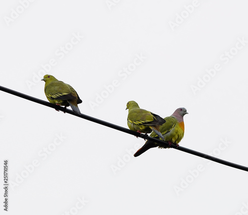 Pink-necked Green-Pigeon (Treron vernans), perching on the cable photo