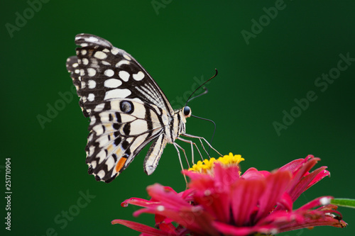 Wallpaper Mural Beautiful Butterfly on pink flower Torontodigital.ca